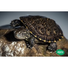Galápago Europeo - Emys orbicularis occidentalis